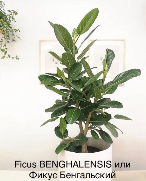 Ficus BENGHALENSIS или Фикус Бенгальский