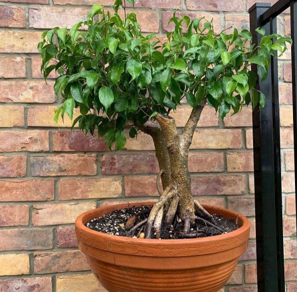 Ficus BENJAMINA или Фикус Бенджамина