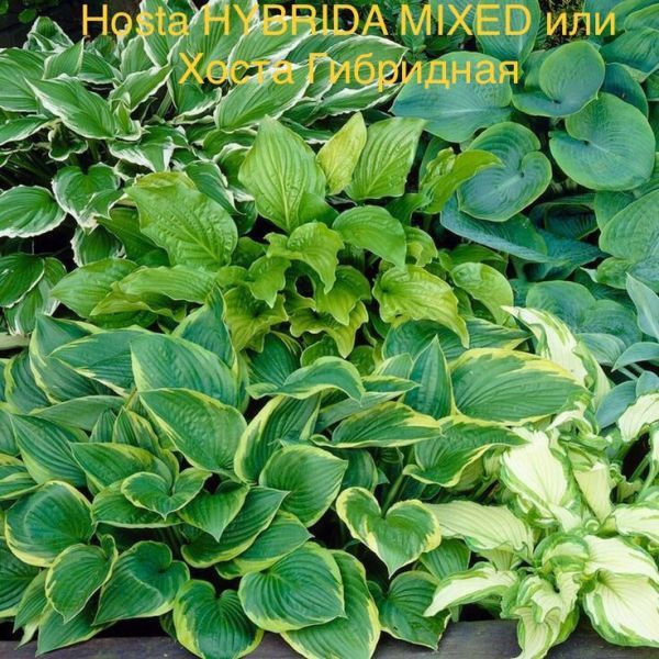 Hosta HYBRIDA MIXED или Хоста Гибридная