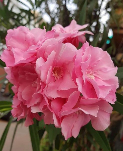 Nerium INDICUM или Олеандр Индийский