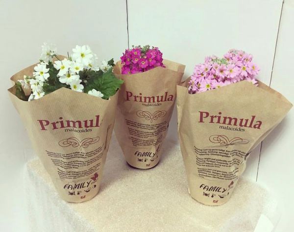 Primula MALACOIDES или Примула Мягковатая