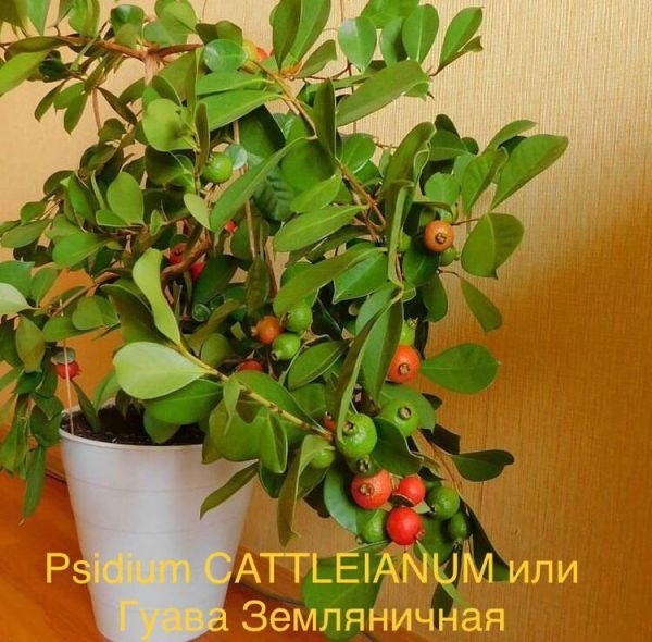 Psidium CATTLEIANUM или Гуава Земляничная