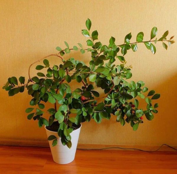 Psidium CATTLEIANUM или Гуава Земляничная