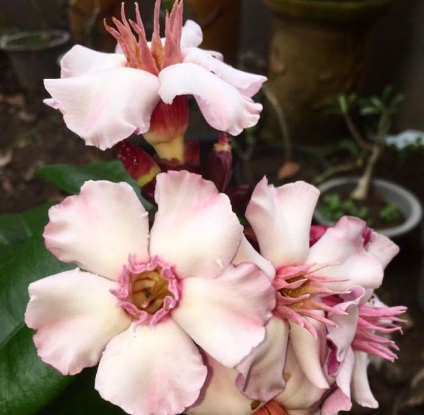 Strophanthus GRATUS или Строфантус Приятный