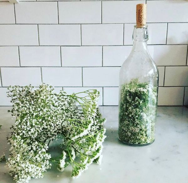 Valeriana OFFICINALIS или Валериана Лекарственная