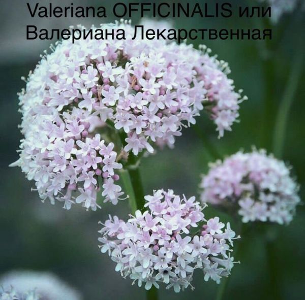 Valeriana OFFICINALIS или Валериана Лекарственная