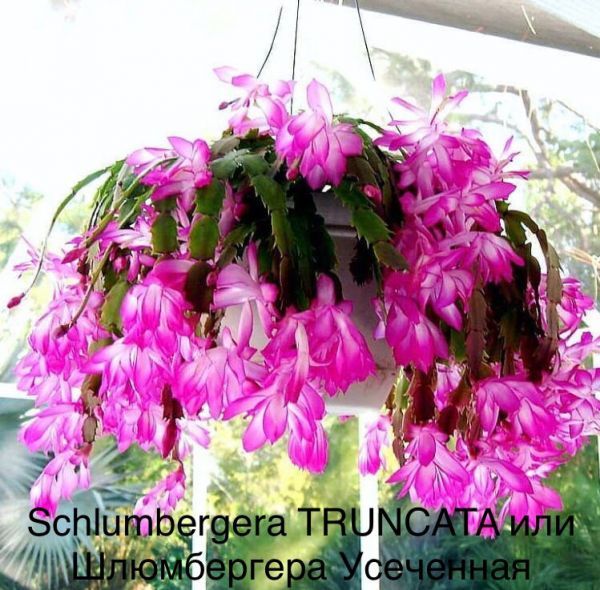 Schlumbergera TRUNCATA или Шлюмбергера Усеченная