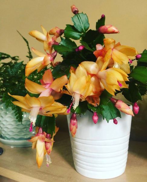 Schlumbergera TRUNCATA или Шлюмбергера Усеченная