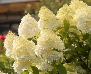 Гортензия метельчатая (Hydrangea paniculata `Limelight`) р9