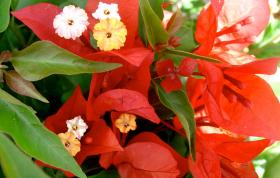 Бугенвиллия "красный поимдор", Bougainvillea Tomato Red.