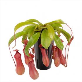 Непентес крылатый - Nepenthes Alata Blanco