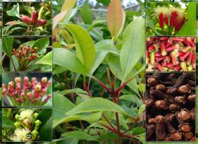 Гвоздичное дерево - Syzgium aromaticum