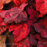 Гейхера Autumn Leaves (Отем Ливз)
