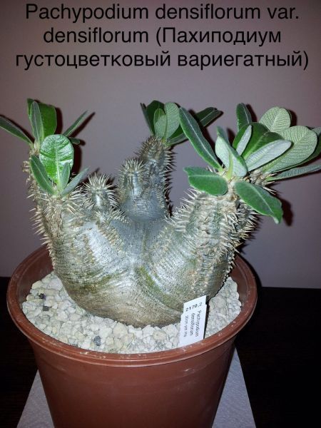 Pachypodium densiflorum var. densiflorum (Пахиподиум густоцветковый вариегатный)