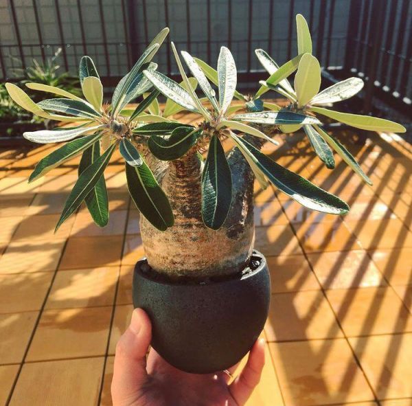 Pachypodium cactipes (Пахиподиум Кактипес)