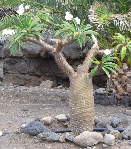 Pachypodium lameri var. ramosum (Пахиподиум Ламера Рамосум)