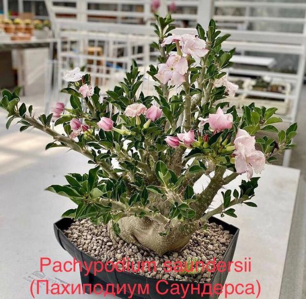 Pachypodium saundersii (Пахиподиум Саундерса)