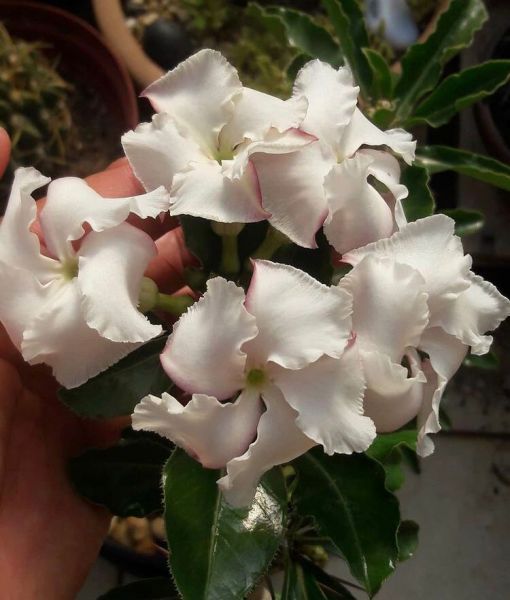 Pachypodium saundersii (Пахиподиум Саундерса)