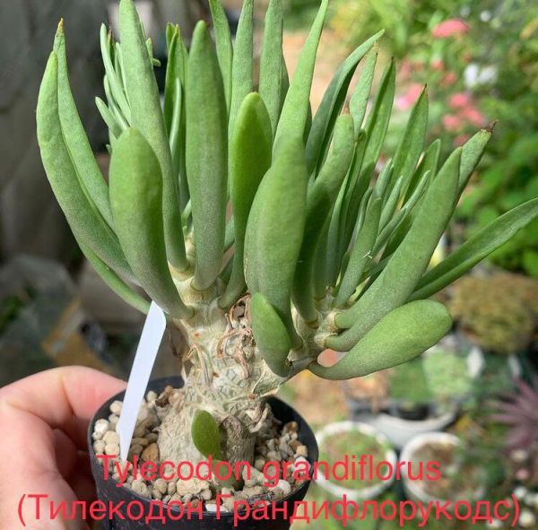 Tylecodon grandiflorus (Тилекодон Грандифлорукодс)