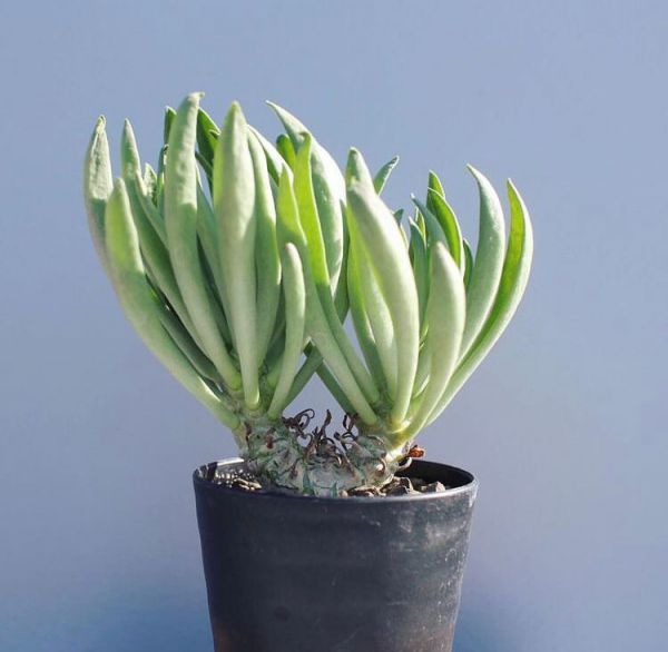 Tylecodon grandiflorus (Тилекодон Грандифлорукодс)