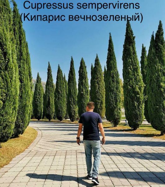 Cupressus sempervirens (Кипарис вечнозеленый)