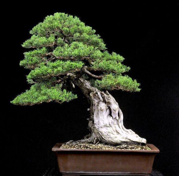 Cupressus sempervirens (Кипарис вечнозеленый)