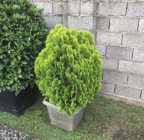 Chamaecyparis lawsoniana (Кипарисовик Лоусона)