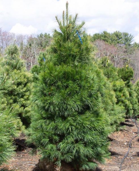 Pinus strobus (Сосна Веймутова, Сосна белая восточная)