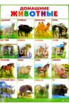 Плакат "Домашние животные" (555х774)