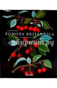 Pomona Britannica / Brookshaw George