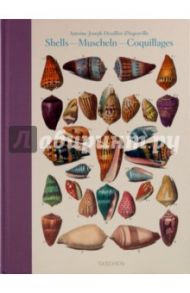 Shell - Muscheln - Coquillages / Carpita Veronica, Willmann Rainer, Willmann Sophia