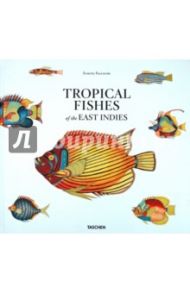 Tropical Fishes of the East Indies / Fallours Samuel