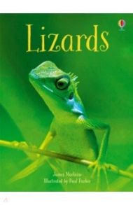 Lizards / Maclaine James