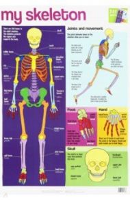 My Skeleton chart (laminated, 520x760mm)