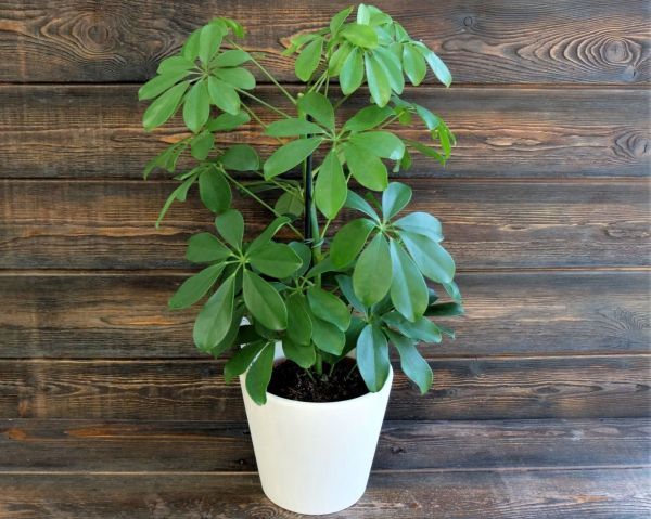 Шеффлера Звездолистная