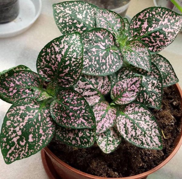 Гипоэстес Пинк Полка