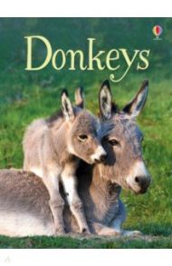 Donkeys / Maclaine James