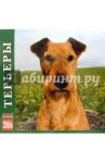 Календарь: Терьеры 2006 год