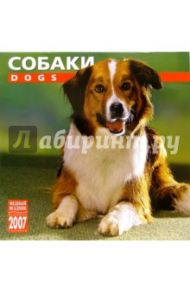 Календарь: Собаки 2007 год (07119)