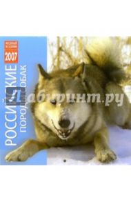 Календарь: Российские породы собак 2007 год (07212)
