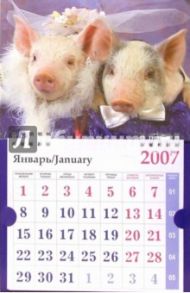 Календарь 2007 Свадебные поросята (МО-0033)