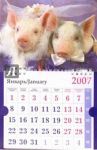 Календарь 2007 Свадебные поросята (МО-0033)