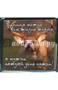 Магнитные подарочки М-039 Принца можно всю жизнь ждать, а мужик каждый день нужен!