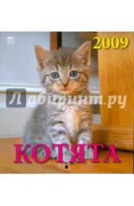 Календарь 2009 Котята (30805)
