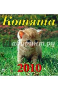 Календарь. 2010 год. Котята (30905)