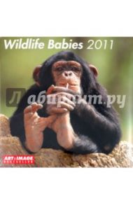 Календарь 2011 "Детеныши диких животных" (4434-2)