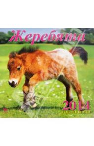 Календарь 2014 "Жеребята" (70421)