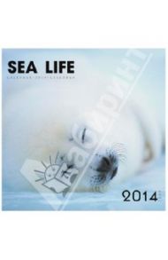 Календарь 2014 "Морские обитатели (Sea life)" (КС61405)