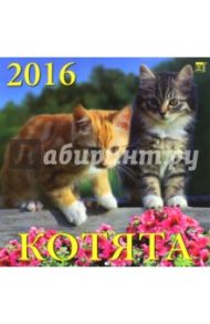 Календарь настенный на 2016 год "Котята" (70605)