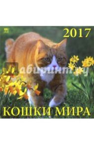 Календарь на 2017 год "Кошки мира" (70719)